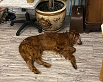 Собаки в Ногинске: Найдена собака Мальчик, Бесплатно - фото 3