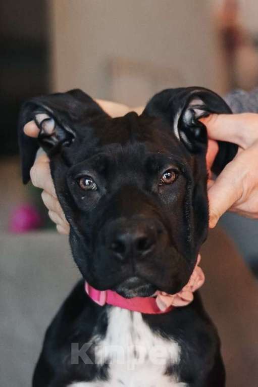 Собаки в Москве: Ищут семью трое щенков Kaнe Kорсо и их мама Лиси! Мальчик, Бесплатно - фото 1