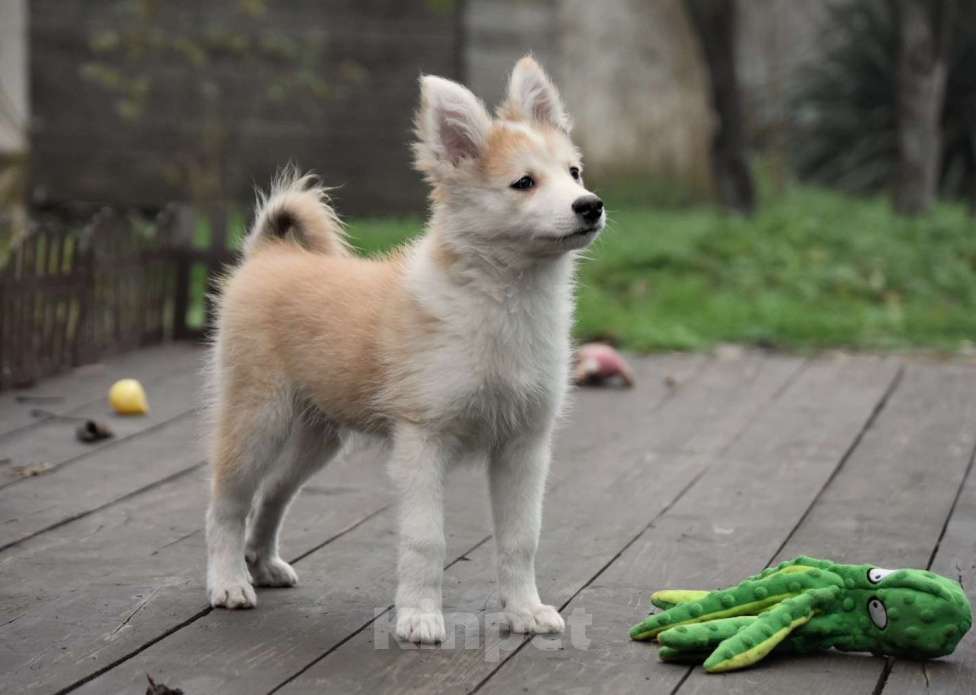 Собаки в Москве: Ненецкая оленегонная лайка, кобель Жгучий перчик.  Мальчик, 60 000 руб. - фото 3