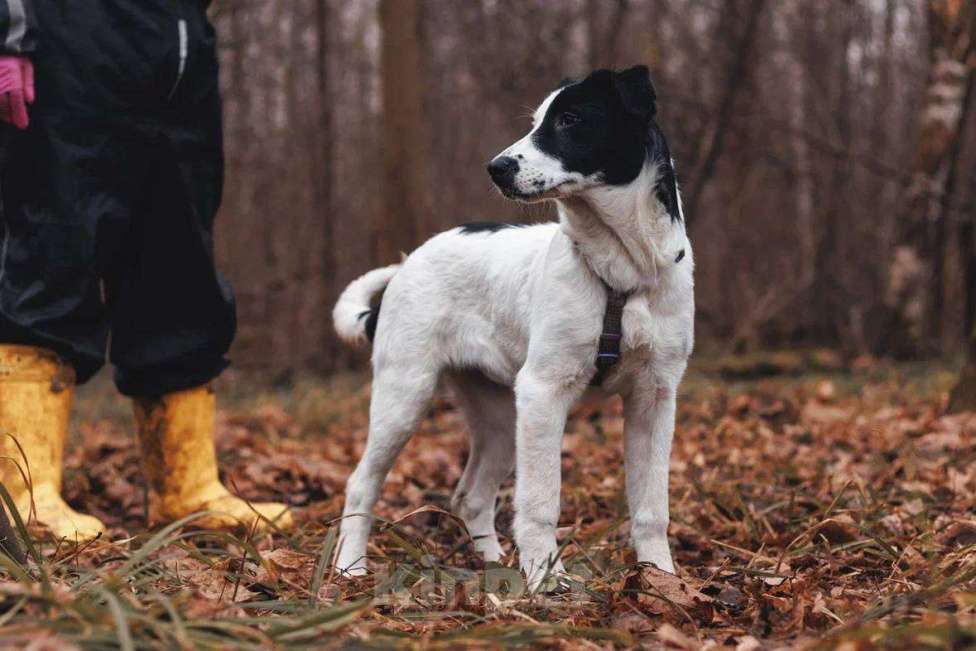 Собаки в Москве: Твиги - девочка, 2 месяца, ищет дом  Девочка, Бесплатно - фото 8