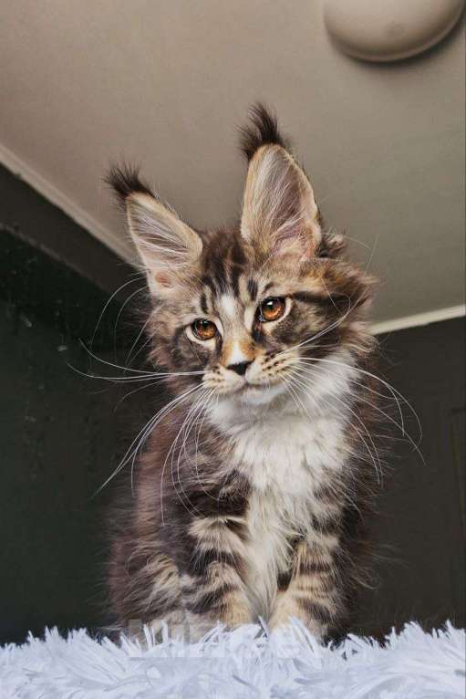 Кошки в Новосибирске: Котенок мейн кун кот  Мальчик, 120 000 руб. - фото 6