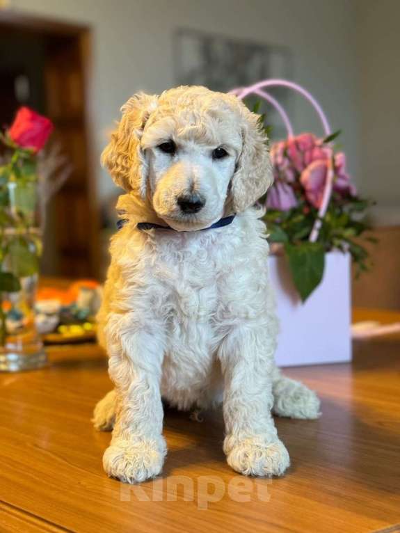 Собаки в других городах Московской области: Стандартный пудель-Щенки Мальчик, Бесплатно - фото 5