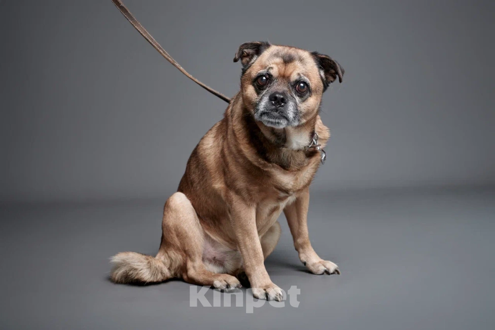 Собаки в Москве: Тоша Мальчик, Бесплатно - фото 3