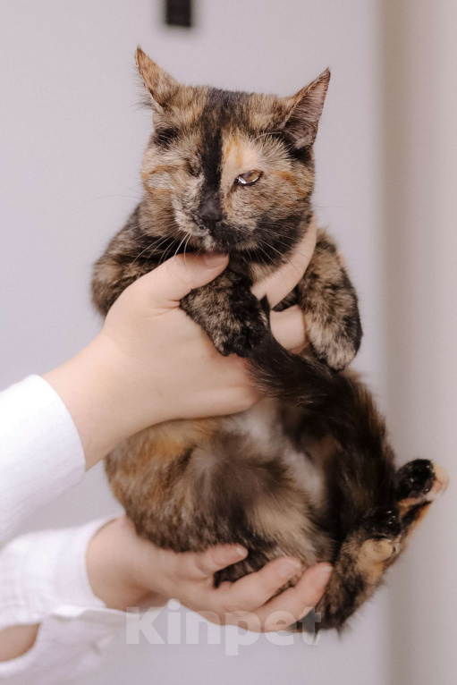 Кошки в Москве: Котенок в добрые руки Девочка, Бесплатно - фото 7