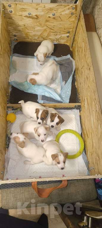 Собаки в Липецке: Порода:  джек-рассел-терьер Девочка, Бесплатно - фото 2