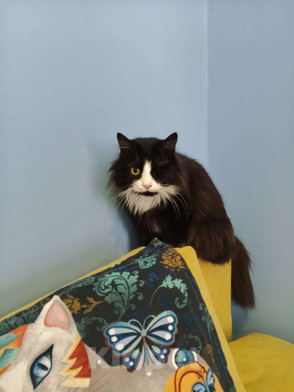 Кошки в Тамбове: Особенная Агата Девочка, Бесплатно - фото 4