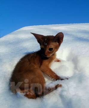 Кошки в Москве: Солнечный соррельчик котик абиссинский, американских линий Мальчик, 50 000 руб. - фото 8