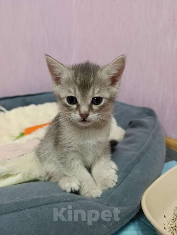 Кошки в Москве: Подаются котятки Мальчик, Бесплатно - фото 2