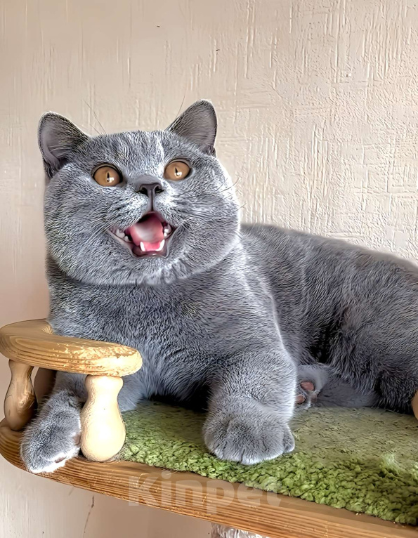 Кошки в Москве: Элитные британские к/ш котята  Девочка, Бесплатно - фото 3