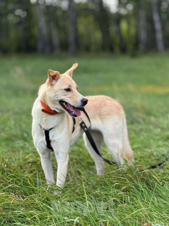 Собаки в Москве: Щенок Мими нежная крошка Девочка, Бесплатно - фото 8