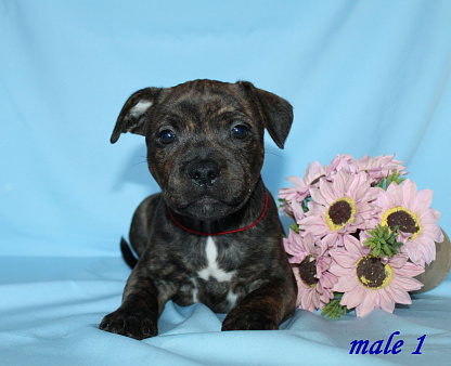 Щенки стаффордширского бультерьера