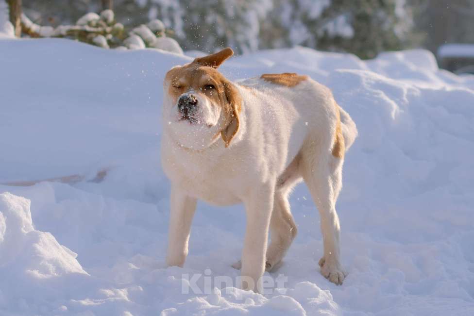 Собаки в Москве: Белый щенок Дин от папы-алабая ищет дом Мальчик, Бесплатно - фото 10