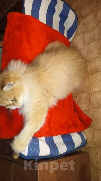 Кошки в Москве: Золотая длинношерстная девочка Девочка, 1 000 руб. - фото 2