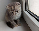 Кошки в Добрянке: Шотландская вислоухая девочка Девочка, 3 000 руб. - фото 1