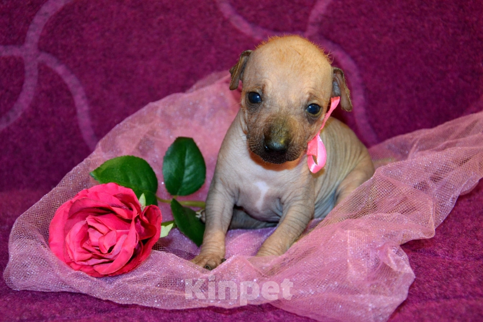 Собаки в Москве: Щенки ксоло мини-мексиканская голая собака мини  Девочка, 45 000 руб. - фото 3