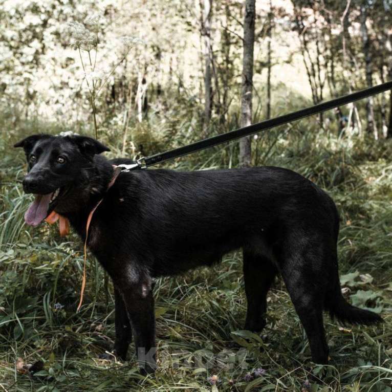 Собаки в Москве: Илона Девочка, Бесплатно - фото 4