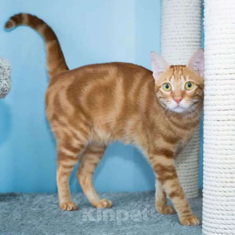 Кошки в Москве: Рыжий мраморный котик Гарфилд в поисках своей семьи Мальчик, Бесплатно - фото 2