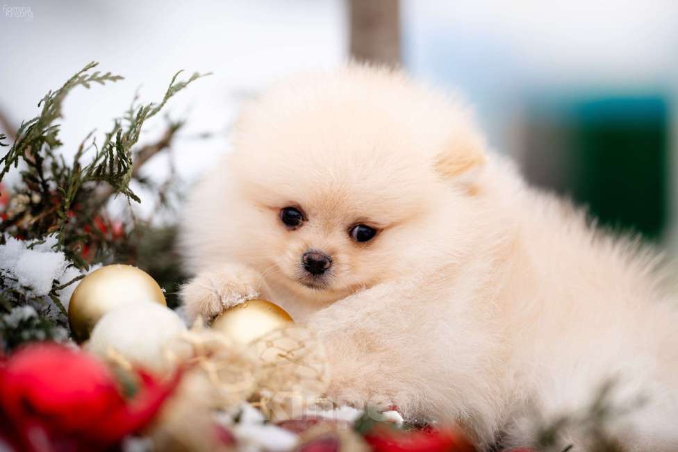 Собаки в Видном: Кремовый мальчик Мальчик, 40 000 руб. - фото 1