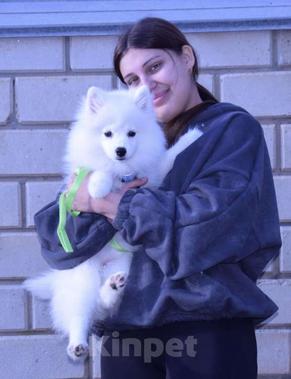 Собаки в Краснодаре: Белая Помски Девочка, 20 000 руб. - фото 3