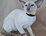 Кошки в Мурманске: Ориентальные котята 😺 Девочка, 40 000 руб. - фото 2