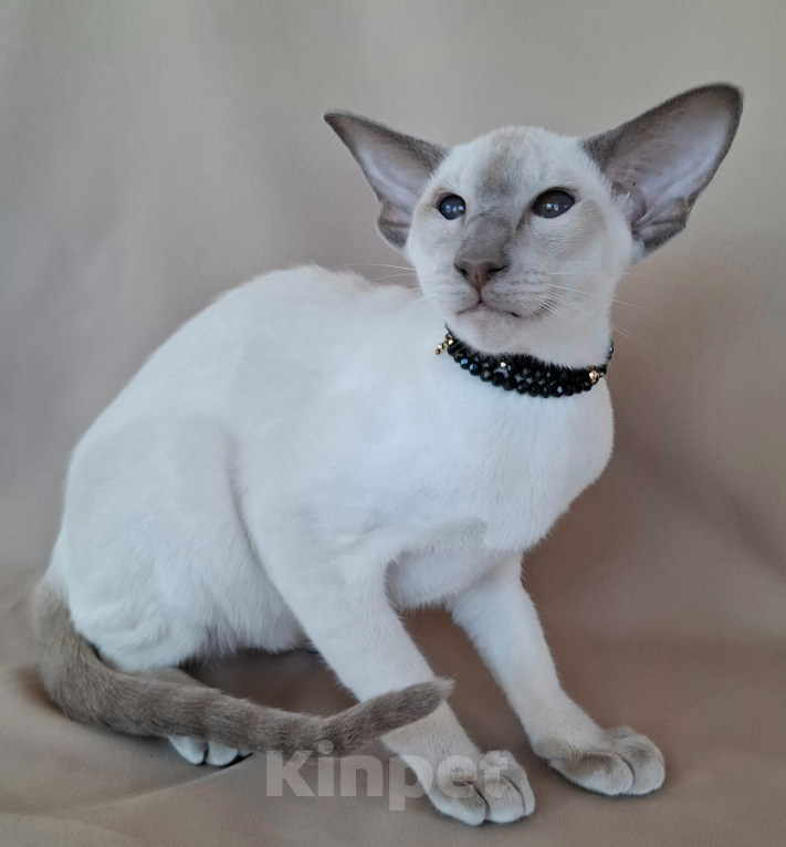 Кошки в Мурманске: Ориентальные котята 😺 Девочка, 40 000 руб. - фото 2