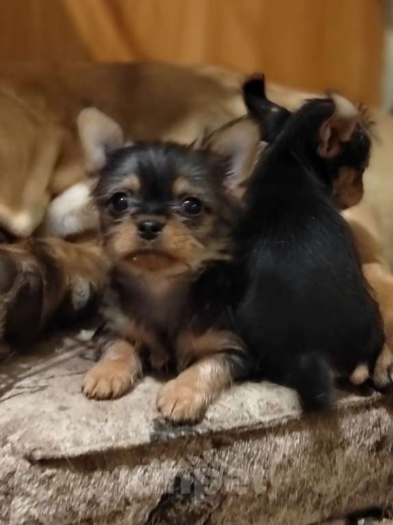 Собаки в Омске: Йоркширский терьер Девочка, 10 000 руб. - фото 2