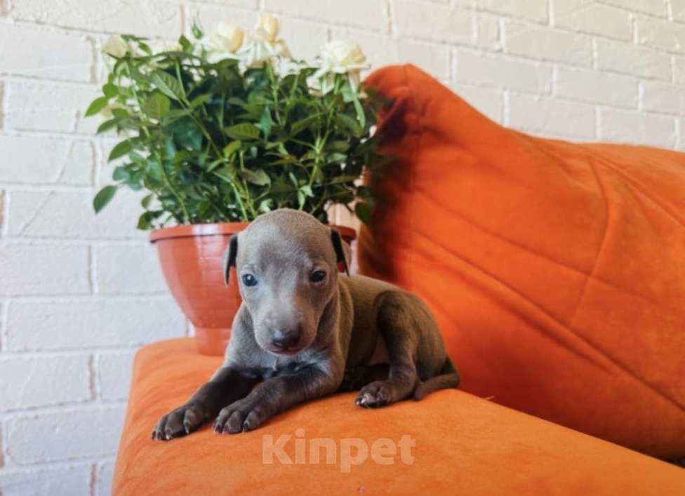 Собаки в других городах Тульской области: Левретка Мальчик, 100 000 руб. - фото 4