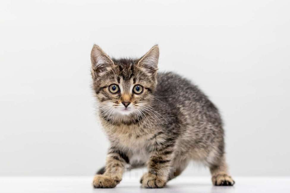 Кошки в Москве: Черемушка Девочка, Бесплатно - фото 5