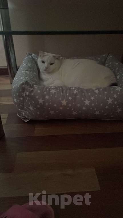 Кошки в Брянске: Вислоухая кошка Девочка, Бесплатно - фото 4