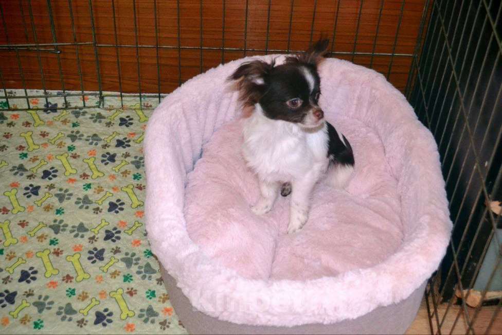 Собаки в Москве: Малыш нарядного бело-шоколадного окраса с крапом Мальчик, 25 000 руб. - фото 1