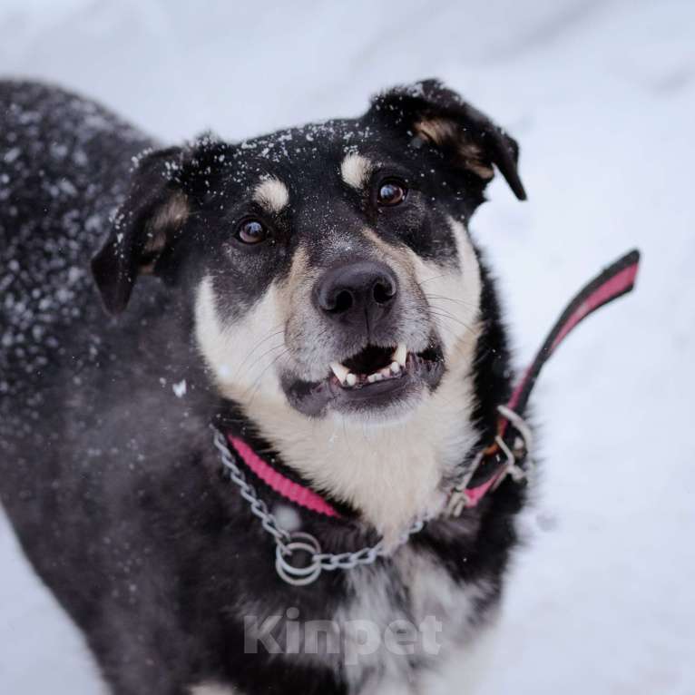 Собаки в Москве: Домашняя собака -компаньон Девочка, Бесплатно - фото 4