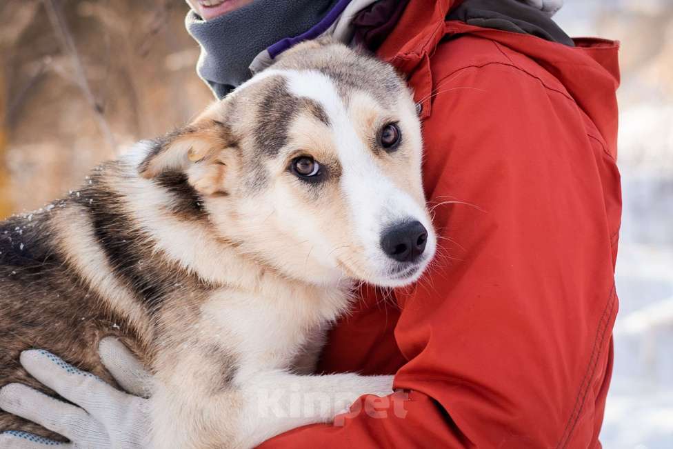 Собаки в Москве: Собака из приюта в добрые руки Девочка, Бесплатно - фото 10