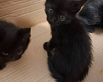 Кошки в Тольятти: Котята в добрые руки Девочка, Бесплатно - фото 3