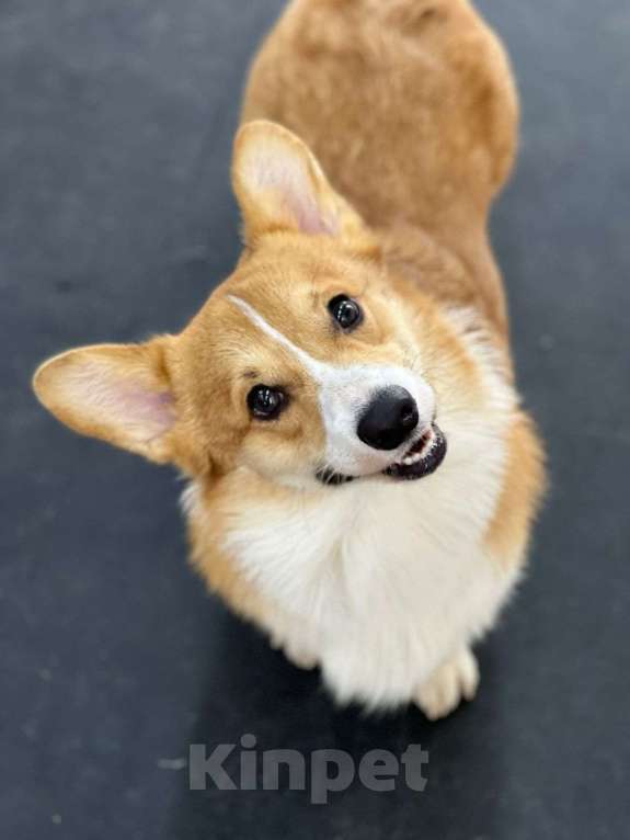 Собаки в Краснодаре: Вельш корги пемброк кобель шоу класса РКФ Мальчик, 35 000 руб. - фото 3