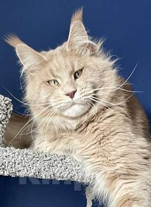 Кошки в других городах Ленинградской области: мейн кун котенок Мальчик, Бесплатно - фото 3