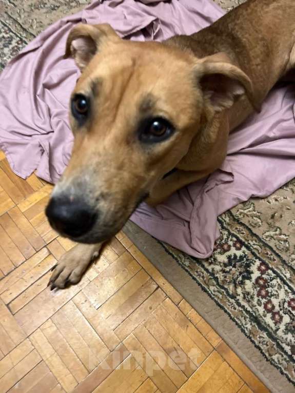 Собаки в Жуковском: найдена собака Девочка, Бесплатно - фото 3