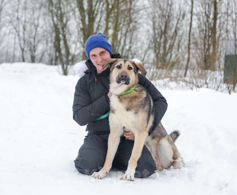 Собаки в Москве: Добрый и ласковый молодой пёс Джек в добрые руки Мальчик, 1 руб. - фото 9