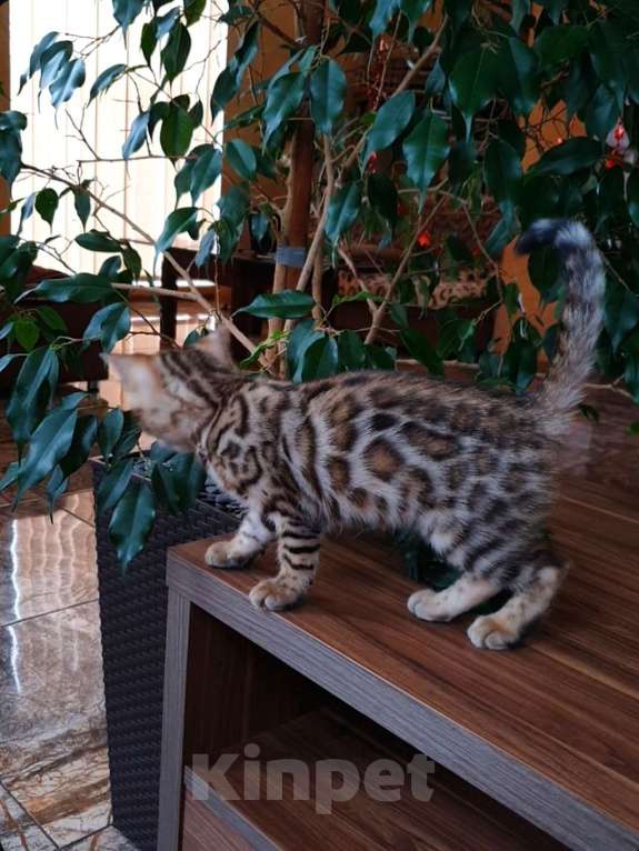 Кошки в Симферополе: Бенгальская девочка  Девочка, 60 000 руб. - фото 2