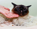 Кошки в Москве: Ласковая тайская кошка Сима в добрые руки Девочка, Бесплатно - фото 2