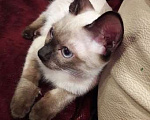 Кошки в Санкт-Петербурге: Тайский котик сил-поинт  Мальчик, 8 000 руб. - фото 1