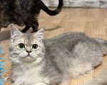 Кошки в Люберцах: Кошки шотландские Девочка, 8 000 руб. - фото 2