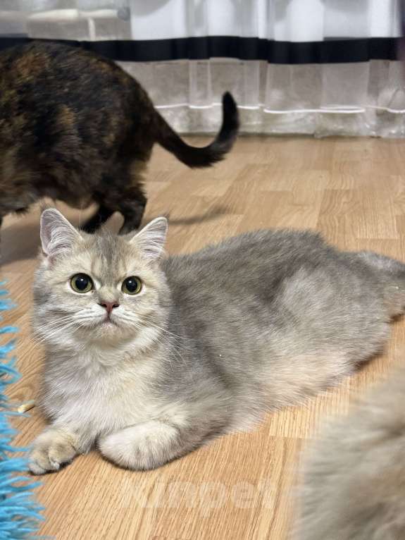 Кошки в Люберцах: Кошки шотландские Девочка, 8 000 руб. - фото 2