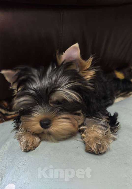 Собаки в других городах Московской области: Девочка йоркширский терьер  Девочка, 60 000 руб. - фото 4