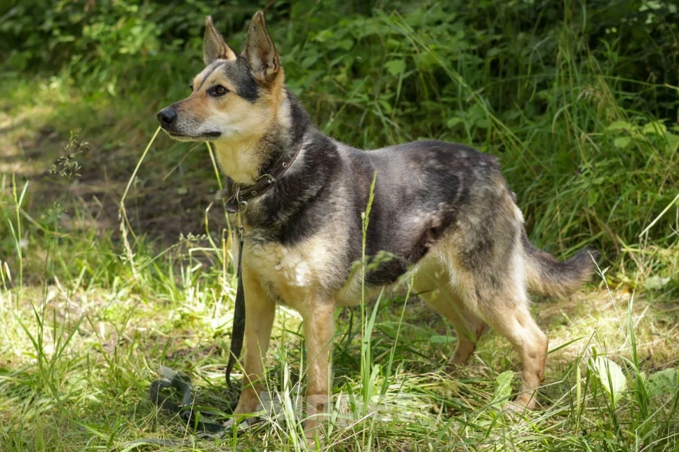 Собаки в Ногинске: Джесси Девочка, Бесплатно - фото 6