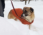 Собаки в Москве: Маленькая Лия (40 см) в поисках семьи Девочка, Бесплатно - фото 6
