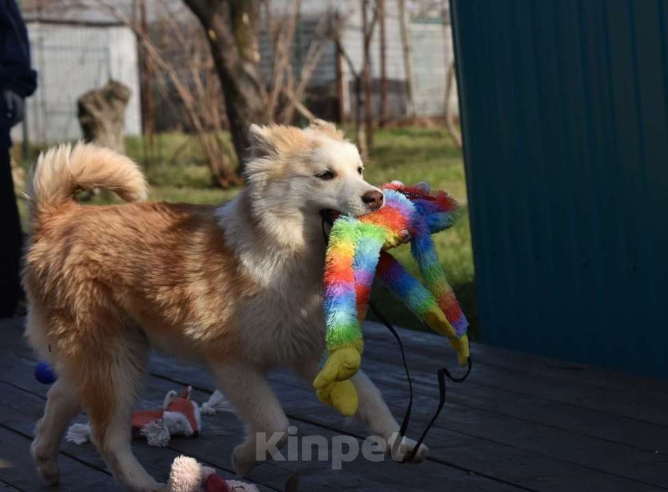 Собаки в Москве: Ненецкая оленегонная лайка, кобель Жиган. Мальчик, 60 000 руб. - фото 7
