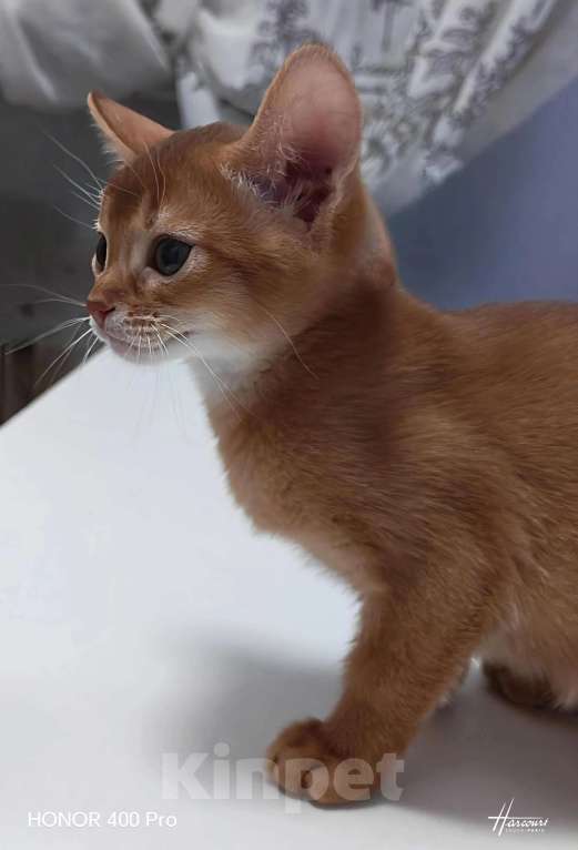 Кошки в Москве: Абиссинские котята  Девочка, 45 000 руб. - фото 2