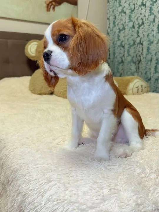 Собаки в Новороссийске: Кавалер Кинг Чарльз спаниель Мальчик, 100 000 руб. - фото 2