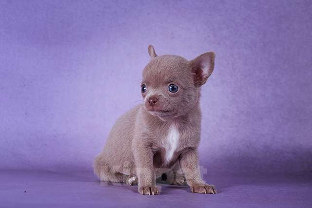 Собаки в Люберцах: Микро чихуахуа Девочка, Бесплатно - фото 6