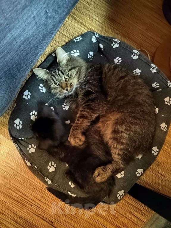 Кошки в Москве: Тимоха Мальчик, Бесплатно - фото 8